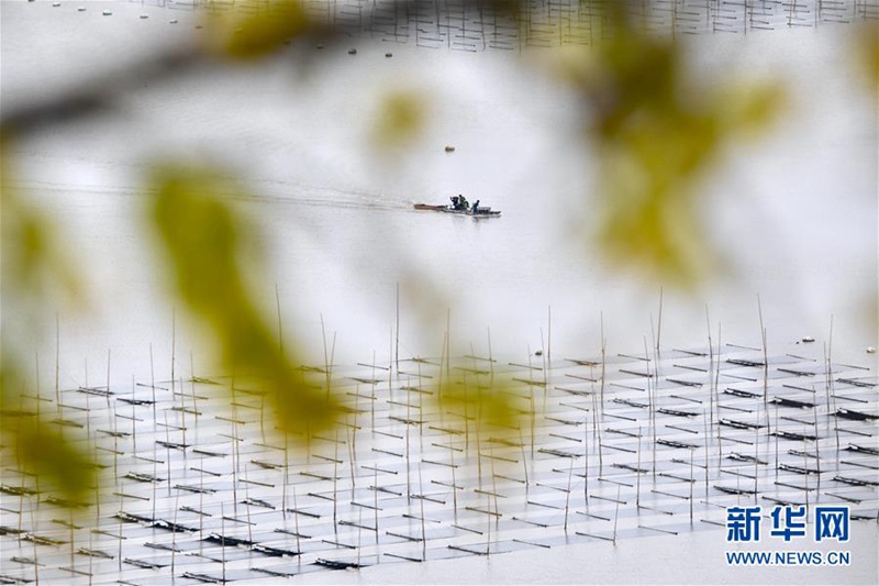 Xiapu: Erntezeit für essbare Meeresalgen