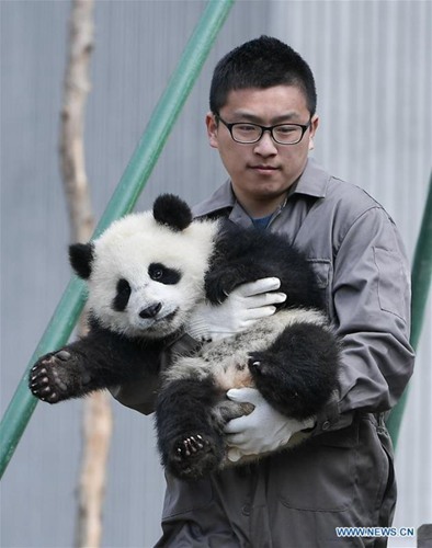 Weltweite Anzahl von Pandas in Gefangenschaft steigt auf 548 