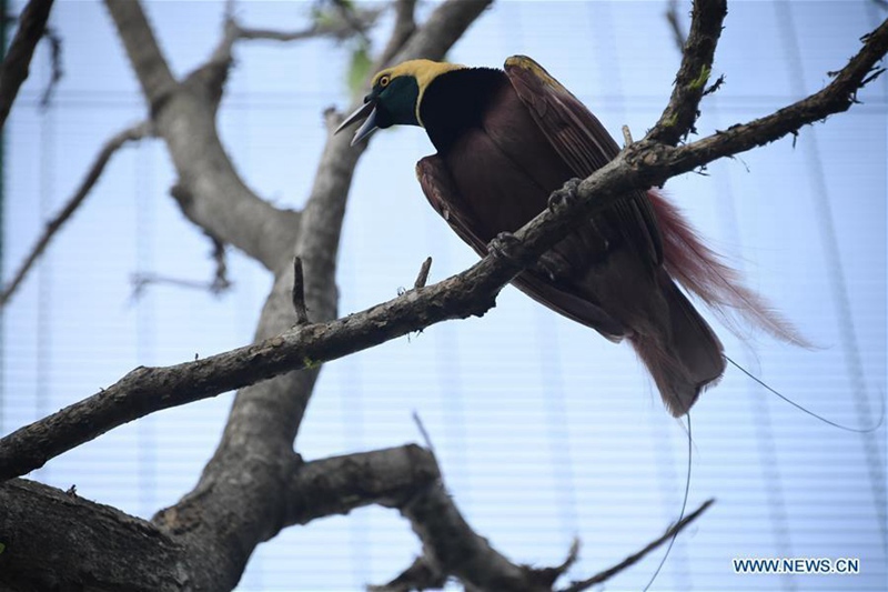 Port Moresby ist bereit für APEC-Gipfeltreffen