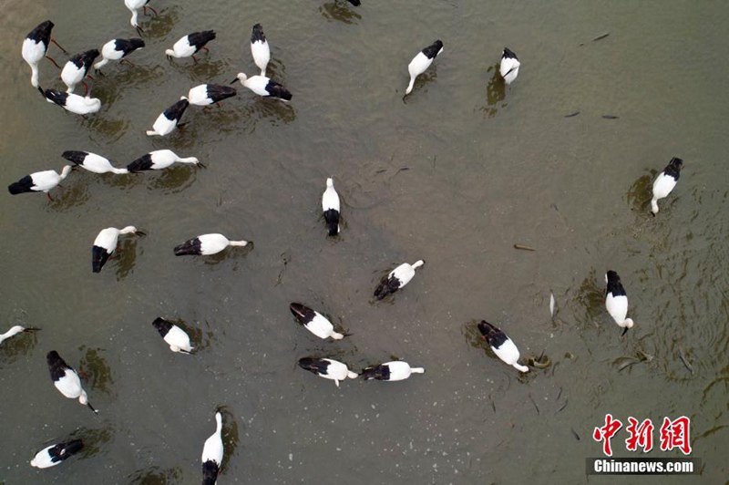 über 100 Orientalische Wei?st?rche überwintern in Anhui