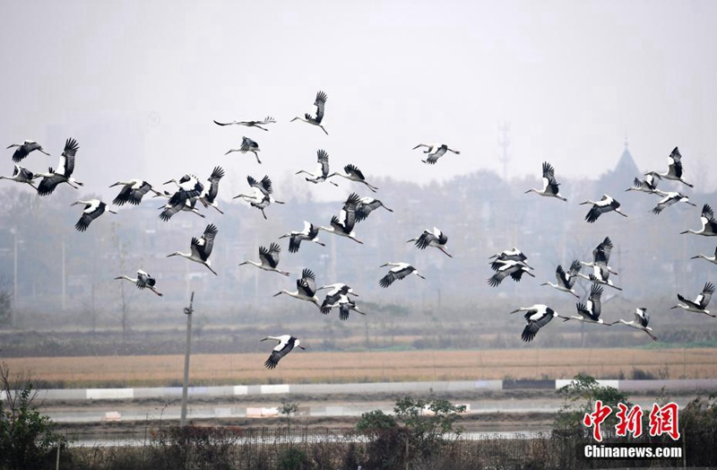 über 100 Orientalische Wei?st?rche überwintern in Anhui