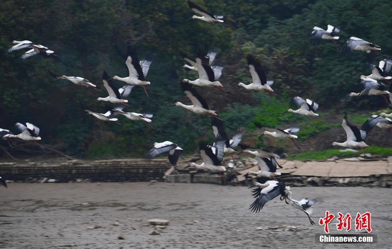 über 100 Orientalische Wei?st?rche überwintern in Anhui
