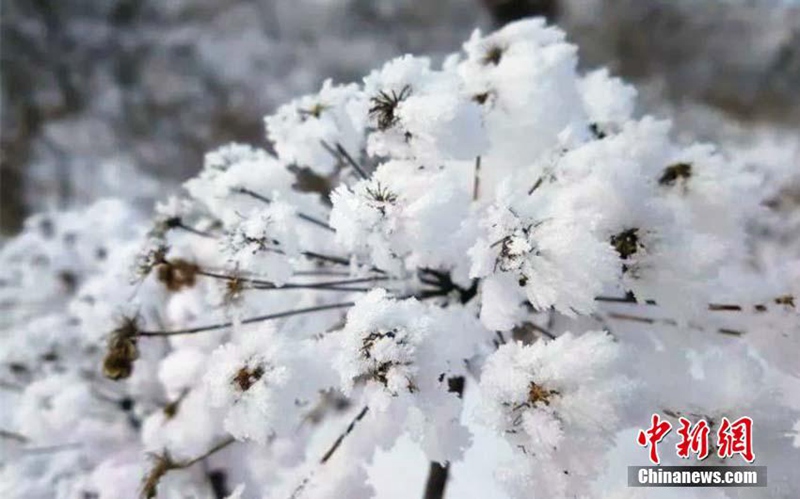 Minus 38 Grad Celsius: sch?ner Raureif in der k?ltesten Gemeinde Chinas