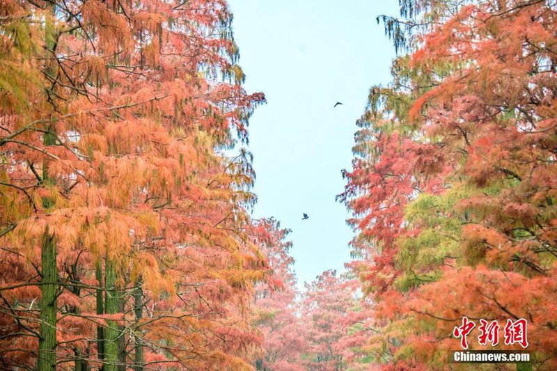 Winterlandschaft von Feuchtgebiet Zhangduhu