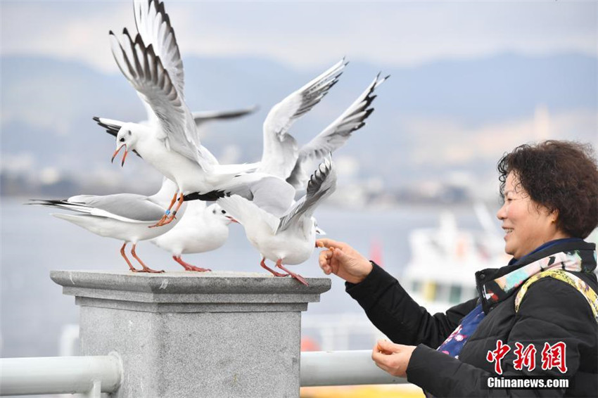 M?wen freuen sich über das Zuhause in Südchina