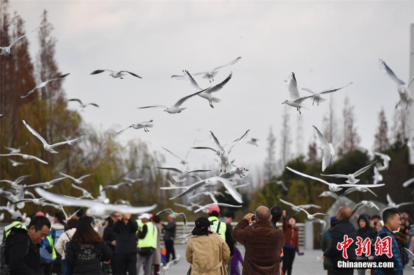 M?wen freuen sich über das Zuhause in Südchina