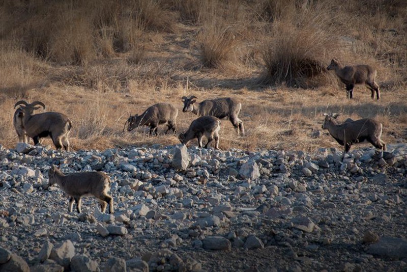 F?rster macht den Winter für Blauschafe angenehmer 