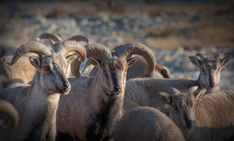 F?rster macht den Winter für Blauschafe angenehmer 