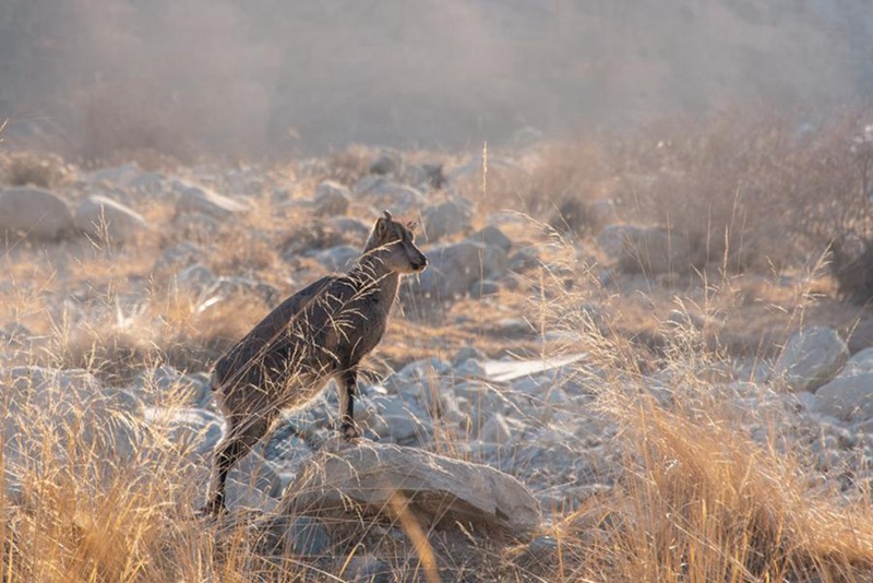 F?rster macht den Winter für Blauschafe angenehmer 
