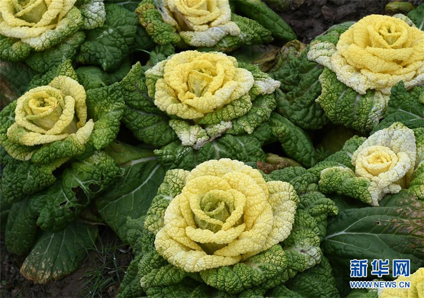 ?Chinesischer Rosenkohl“ kommt auf den Markt