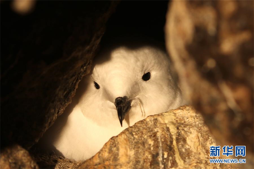Chinas Antarktis-Expeditionsteam überwacht Schneesturmv?gel erstmals mit Infrarotkameras