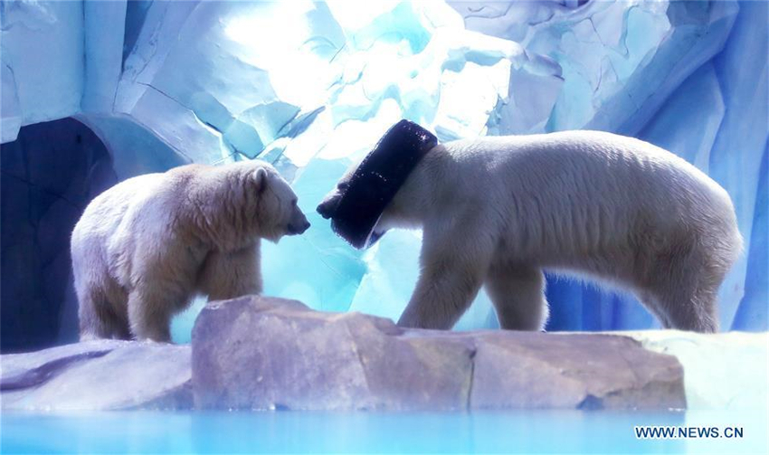 Eisb?ren feiern Laternenfest mit exklusivem ?Tangyuan“