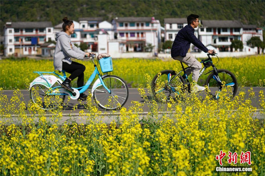 Rapsblüte in Guizhou zieht Touristen an
