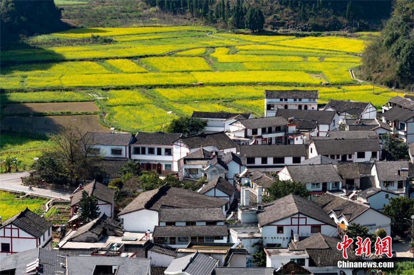 Rapsblüte in Guizhou zieht Touristen an