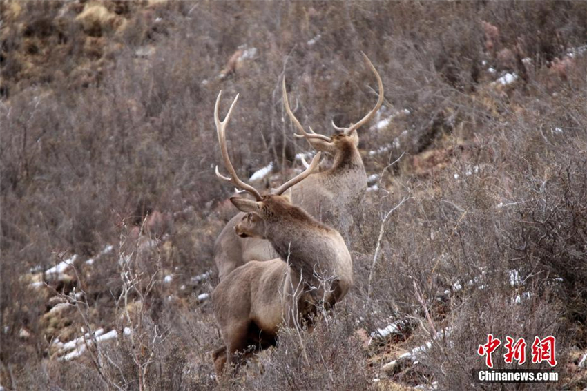 Gef?hrdete Hirsche in der Provinz Qinghai entdeckt