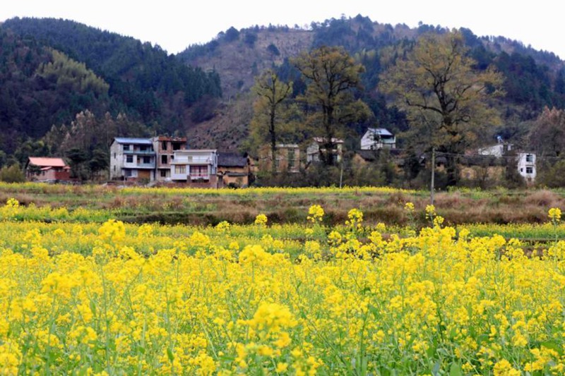Blumen erblühen in China nach dem