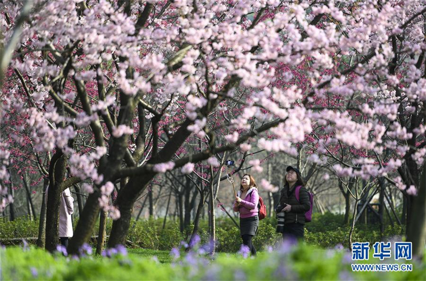Kirschblüten-Festival in Wuhan