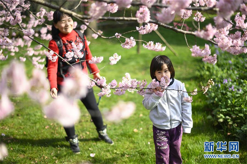 Kirschblüten-Festival in Wuhan