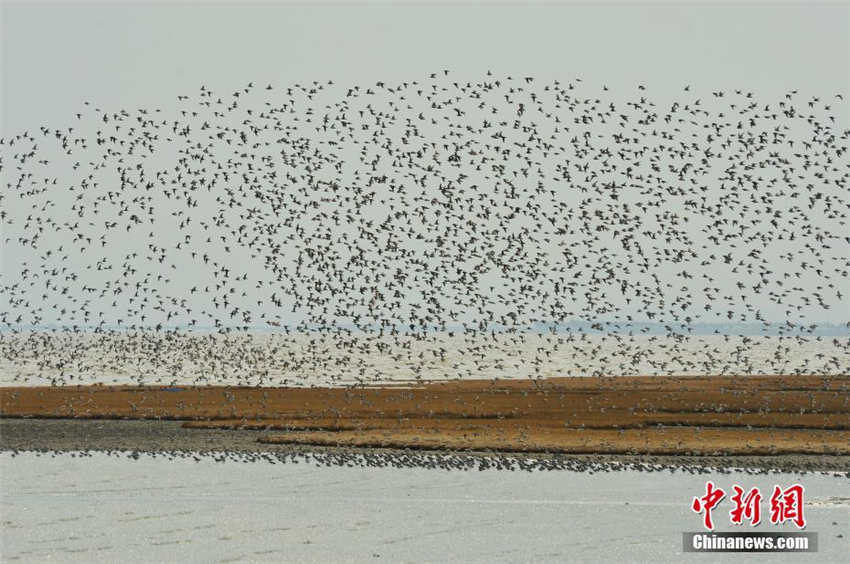 Spektakul?re Zugv?gel über Jiaozhou-Bucht