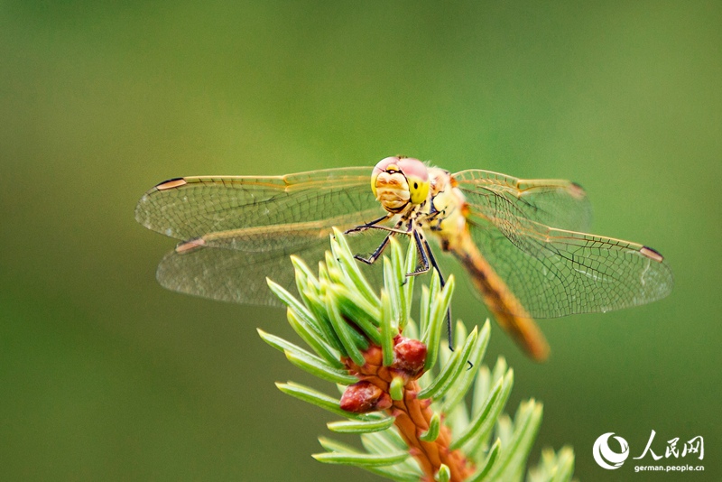 Die Innere Mongolei - Chinas wilder Norden