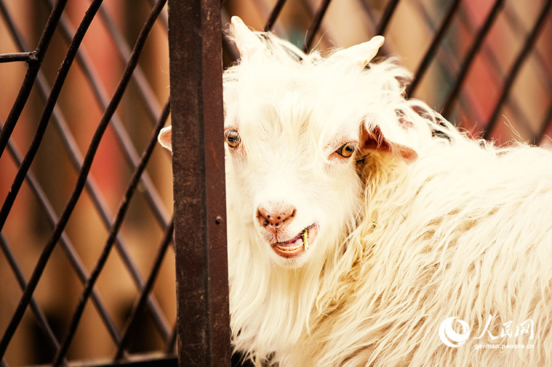 Tanja trifft … die Innere Mongolei
