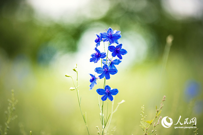 Tanja trifft … die Innere Mongolei