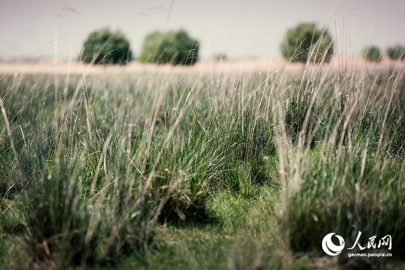Tanja trifft … die Innere Mongolei