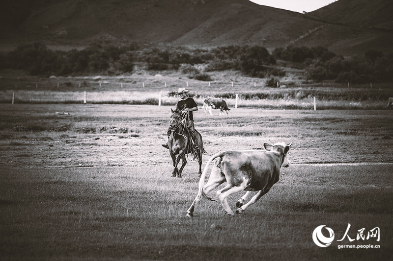 Pferde, Cowboys - Wilder Norden