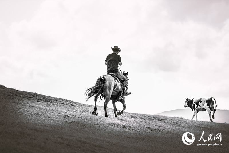 Pferde, Cowboys - Wilder Norden