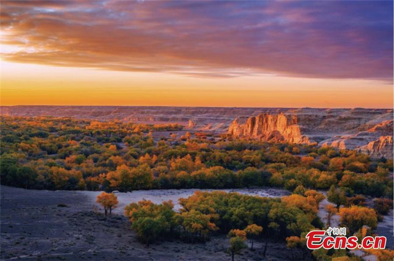 Xinjiangs goldene Wüstenpappel wird gro?er Tourismusmagnet