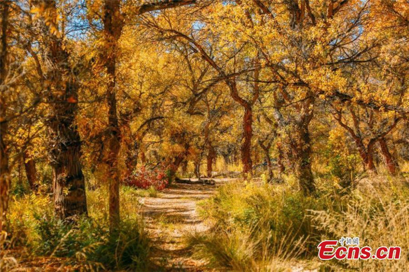 Xinjiangs goldene Wüstenpappel wird gro?er Tourismusmagnet