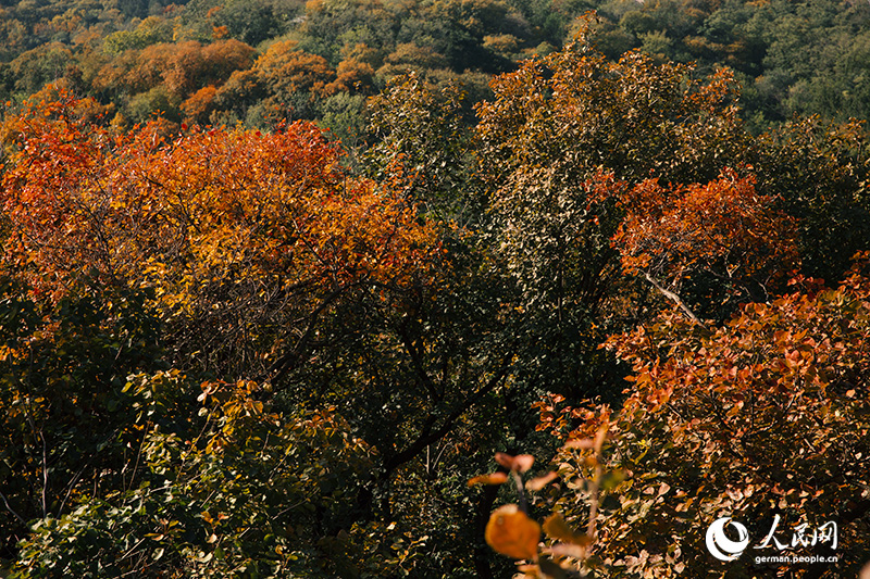 Ein Herbstspaziergang im Baiwangshan-Waldpark