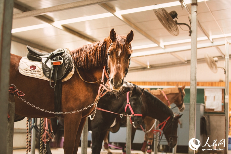 Tanja trifft ... den Oriental Equestrian Club...