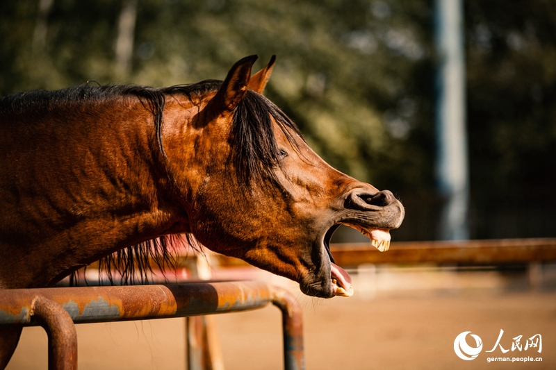 Tanja trifft ... den Oriental Equestrian Club...