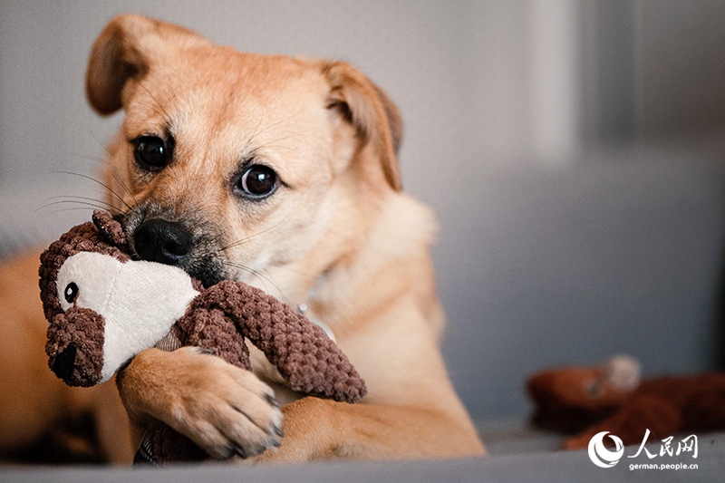 Tanja Trifft...Lost Puppies of Beijing