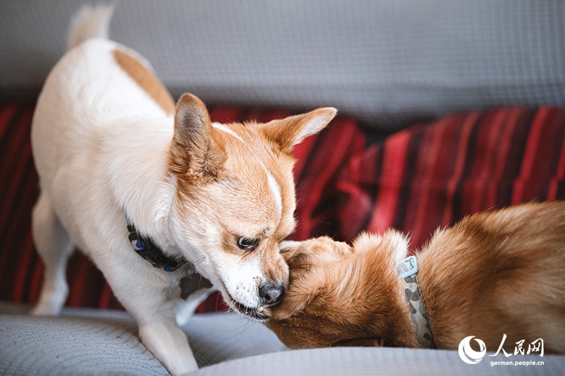 Tanja Trifft...Lost Puppies of Beijing