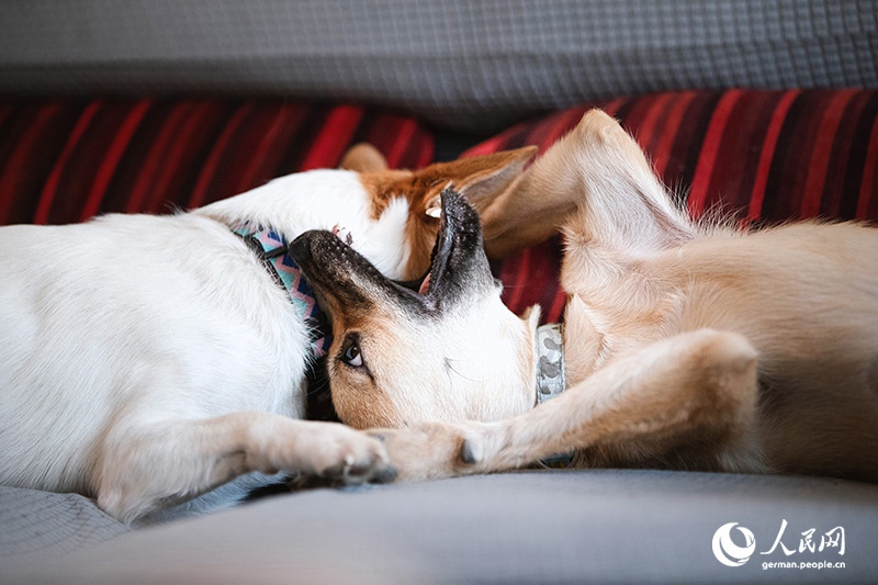 Tanja Trifft...Lost Puppies of Beijing