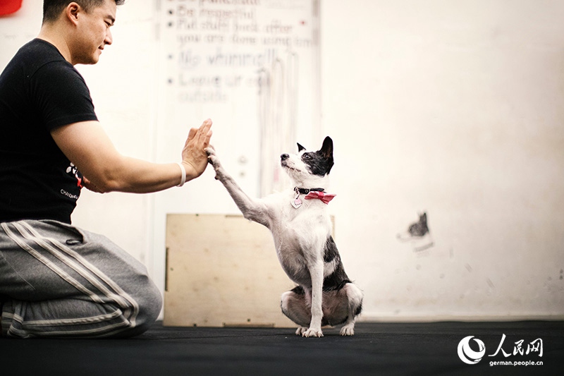 Tanja Trifft...Lost Puppies of Beijing