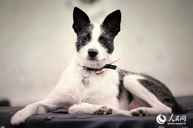 Tanja Trifft...Lost Puppies of Beijing