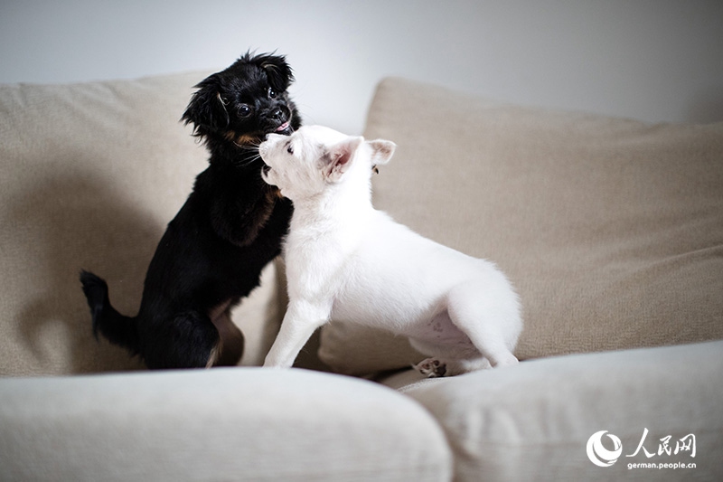 Tanja trifft … ?The Lost Puppies of Beijing“ Teil 2