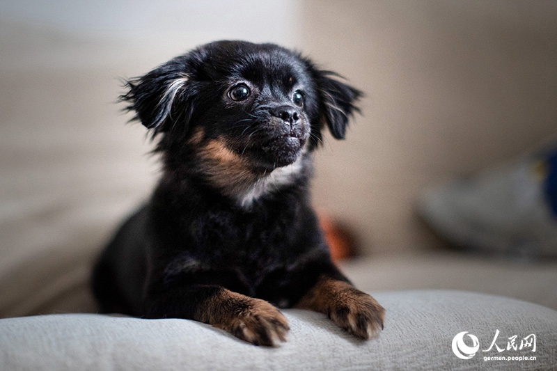 Tanja trifft … ?The Lost Puppies of Beijing“ Teil 2