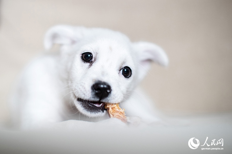 Tanja trifft … ?The Lost Puppies of Beijing“ Teil 2