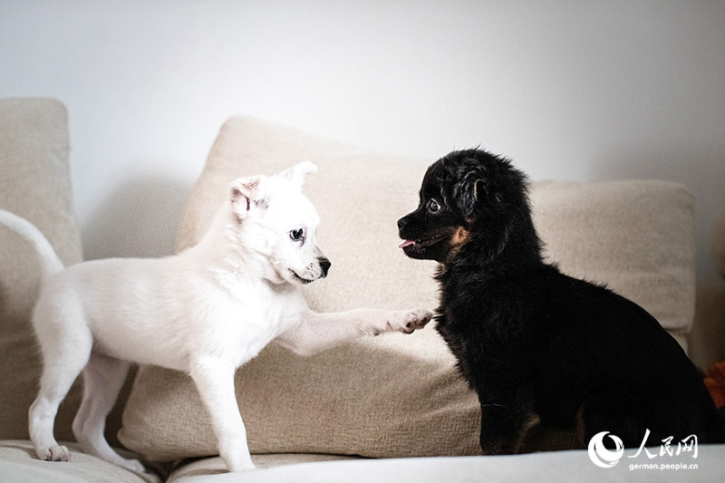 Tanja trifft … ?The Lost Puppies of Beijing“ Teil 2