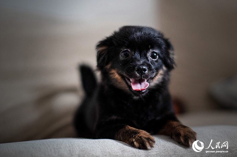 Tanja trifft … ?The Lost Puppies of Beijing“ Teil 2