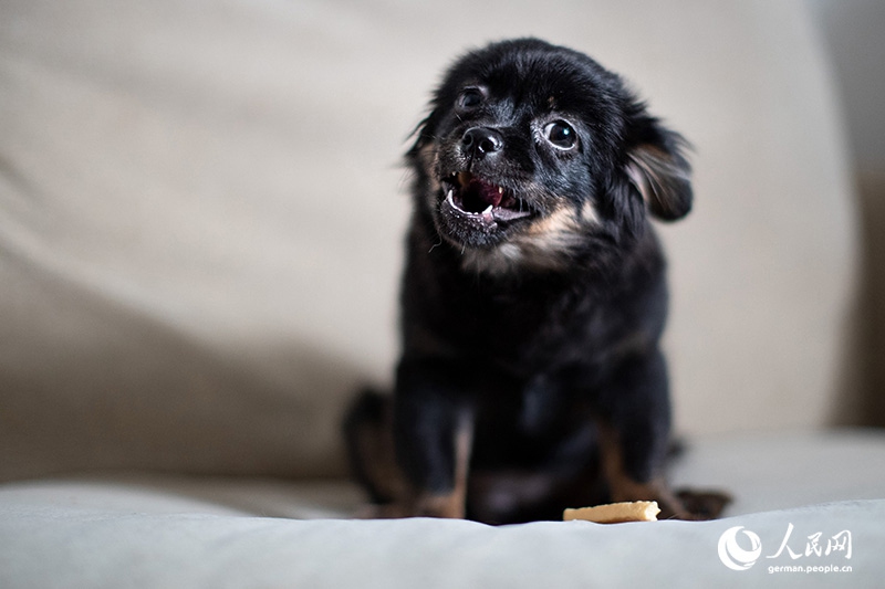 Tanja trifft … ?The Lost Puppies of Beijing“ Teil 2