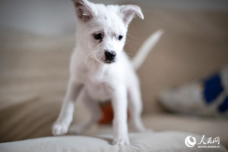 Tanja trifft … ?The Lost Puppies of Beijing“ Teil 2