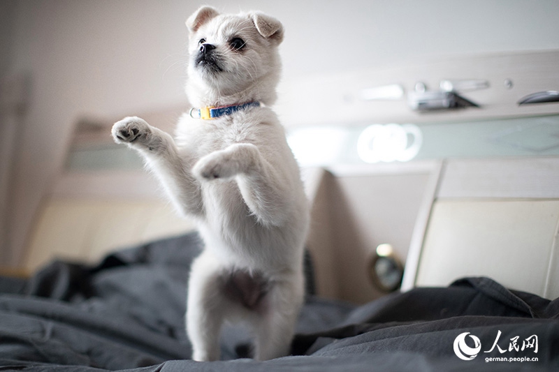 Tanja trifft … ?The Lost Puppies of Beijing“ Teil 2