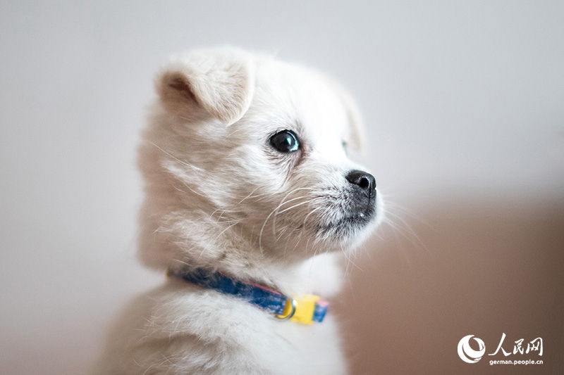 Tanja trifft … ?The Lost Puppies of Beijing“ Teil 2