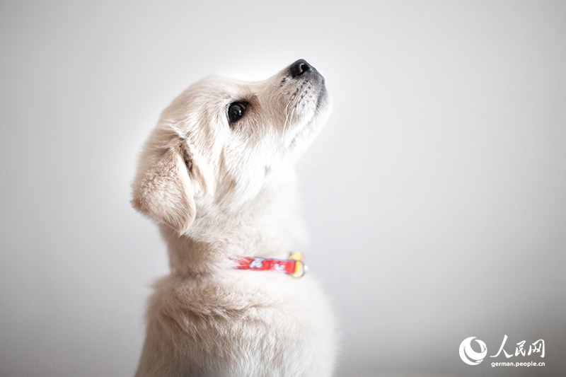 Tanja trifft … ?The Lost Puppies of Beijing“ Teil 2