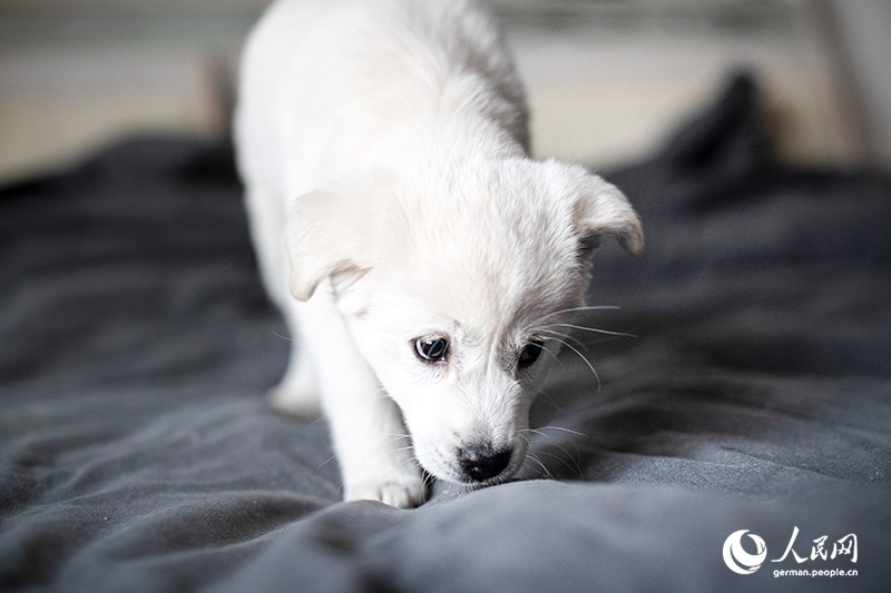 Tanja trifft … ?The Lost Puppies of Beijing“ Teil 2